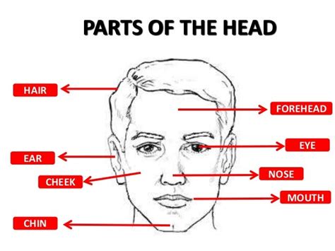 Parts Of Human Head