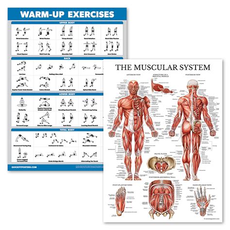 Buy Palace Learning 2 Pack Warm Up Exercises Muscle System Anatomy