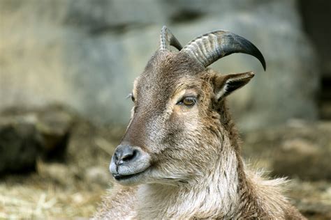 Himalayan Tahr Free Stock Photo - Public Domain Pictures