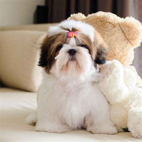 1 Shih Tzu Puppies For Sale By Uptown Puppies