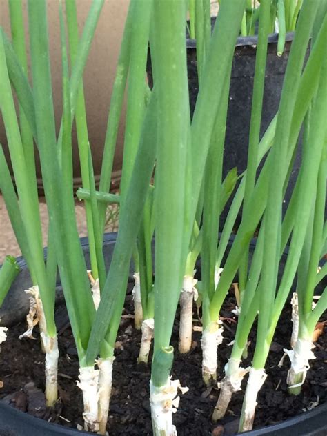 Set are tiny onion bulbs grown from seeds and forced into dormancy at an immature stage. How to Grow Green Onions: 3 Ways to Grow Green Onions ...