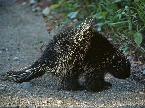 Porcupine Animal Wildlife