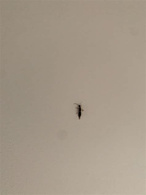 This Bug Is All Around My House Whatsthisbug