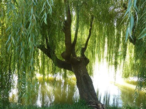 Weeping Willow Wallpapers Wallpaper Cave