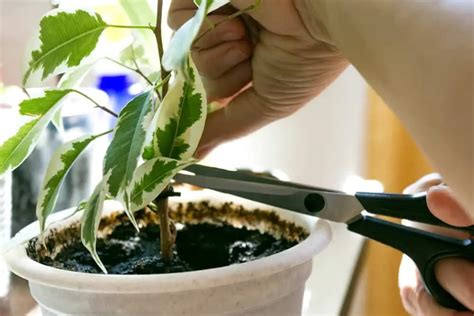Should You Cut Off Dead Leaves From An Indoor Plant