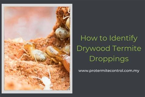 How To Identify Drywood Termite Droppings Best Tips