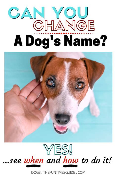 Can You Rename A Dog Yes Heres How To Change A Dogs Name How To