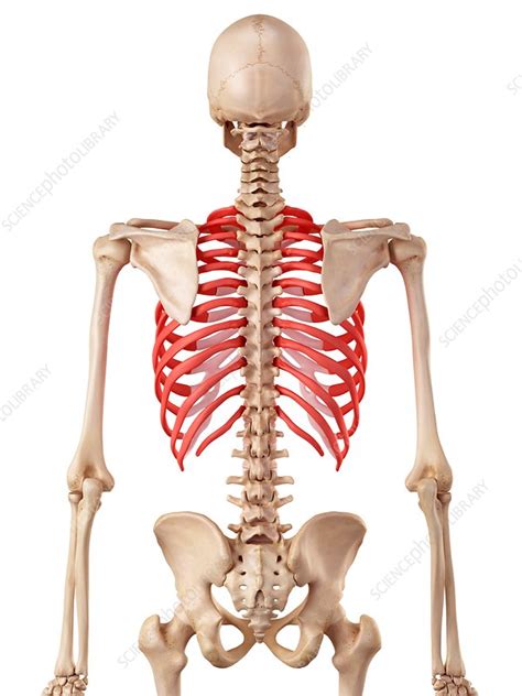Human rib cage anatomy 3d model. Human ribcage - Stock Image - F016/2989 - Science Photo ...