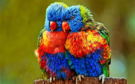 Small Colorful Parrots Wallpapers Hd