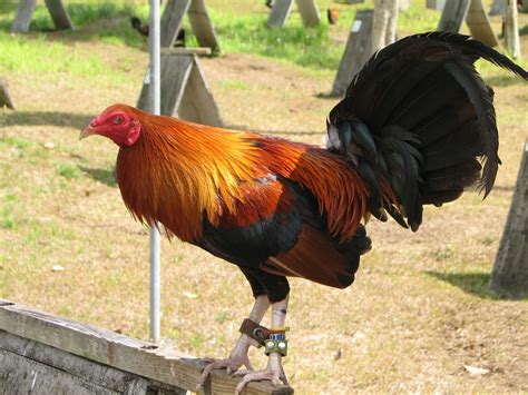 Bill covington, owner of rambler farm near conover n.c has been raising game fowl for over 60 years. Pin on Gamefowl