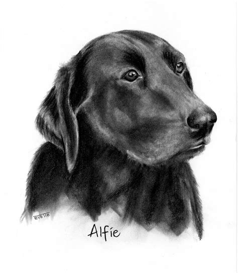 Alfie Charcoal Portraits Animal Portraits Portrait Art Labrador