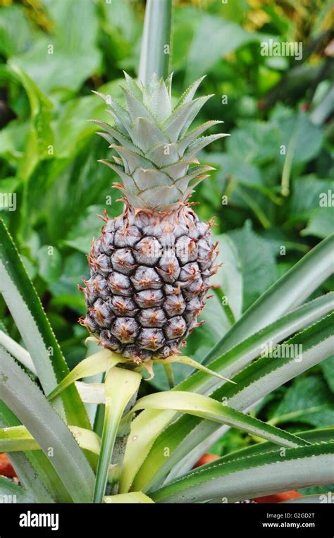 Baby Pineapple Hi Res Stock Photography And Images Alamy