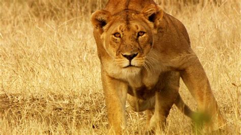 A Lioness Can Use Her Bulk To Bring Down Prey Two Times Her Body Weight