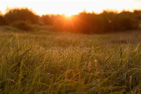 Early Morning On The Tips Of The Grass Stock Image Image Of