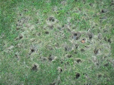 Grubs Damage With A Picture Page 2 Lawnsite™ Is The Largest And