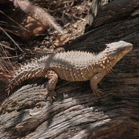 Sungazer Lizard Facts And Pictures Reptile Fact