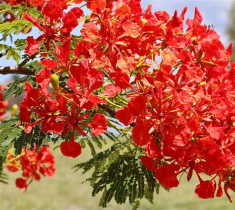 Flame Tree Flamboyant Royal Poinciana Delonix Regia Tropical