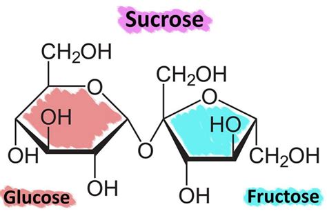Glucose Vs Fructose Vs Sucrose What Is It All About Ggp