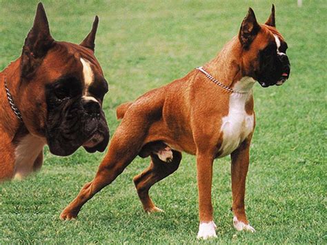 Los Perros De Raza Boxer Una Mascota Muy Energética