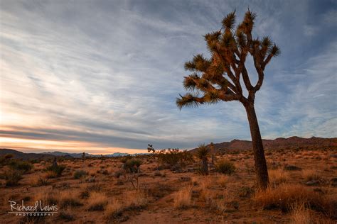 Joshua Tree Sunset Richard Lewis Photography