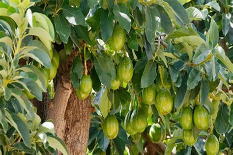 Avokado Ağacı Yetiştirme Hakkında Merak Edilen Bilgiler Güncel Oku