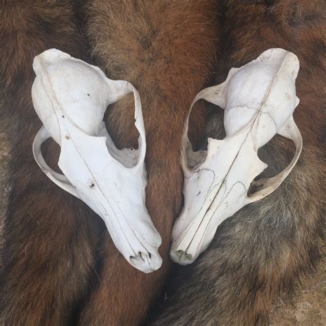 A Red Fox Skull For Craft Projects Bones Taxidermy Skulls Etsy