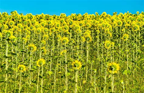 Sunflower Field In Kursk Oblast Of Russia Stock Image Image Of Beauty