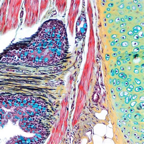 Tissue Histology Sample Stained With Movats Pentachrome Stain
