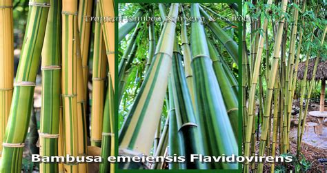 Tropical Bamboo Nursery And Gardens The Bamboo Plant Source