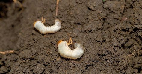 The Right Way To Stop Grubs In Your Lawn Lawn Pests Grass Care