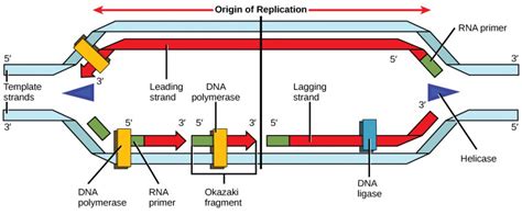 Dna Replication Introductory Biology Evolutionary And Ecological Perspectives