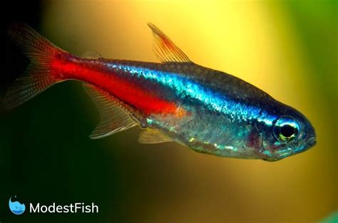 Neon Tetra Care Complete Guide For Beginners 2022
