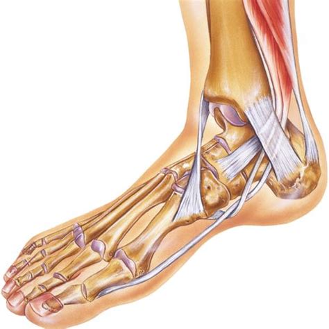 Let me count your tendons. Anatomy Of The Foot Tendons And Ligaments