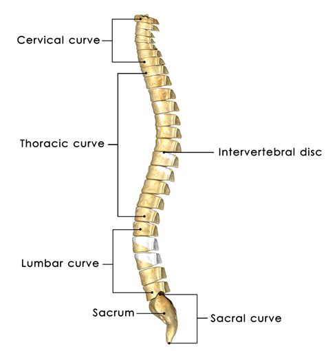 Anatomia Da Coluna Vertebral Cervical Lombar Dorsal E