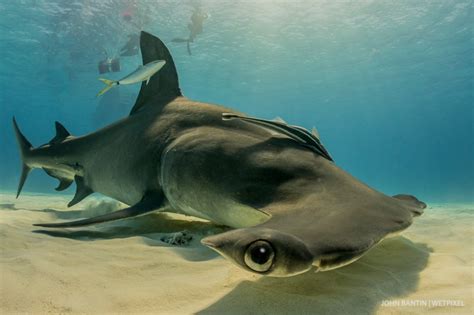 In Photos Swimming With The Endangered Hammerhead Sharks Of Bimini Island Sharks Earth