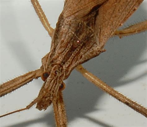 Assassin Bug Stenopoda Spinulosa Bugguidenet