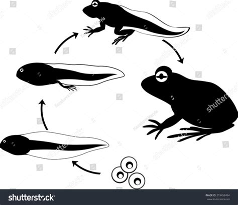 Frog Life Cycle Stock Vector Illustration 219458494 Shutterstock