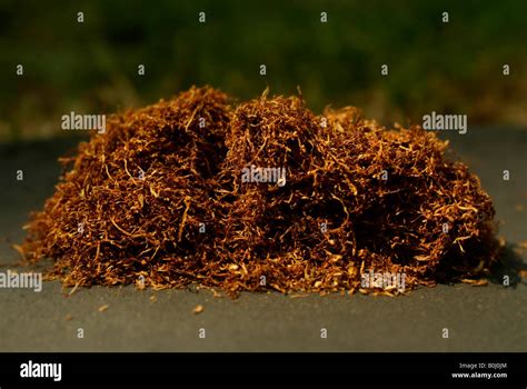 Loose Leaf Tobacco Hi Res Stock Photography And Images Alamy