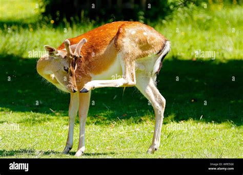 Wild Deer At Dunham Massey National Trust Stock Photo Alamy
