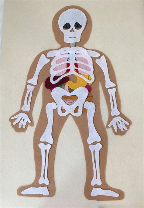 My Body Educational Felt Pattern Bones And Organs Montessori Etsy