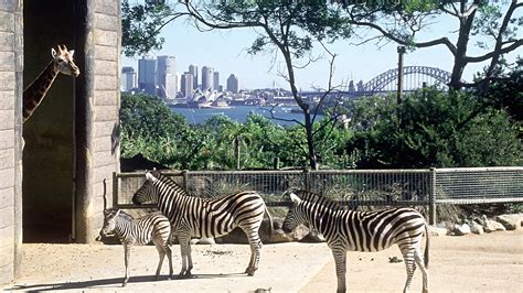 Taronga Zoo Sydney Zoo Review Condé Nast Traveler