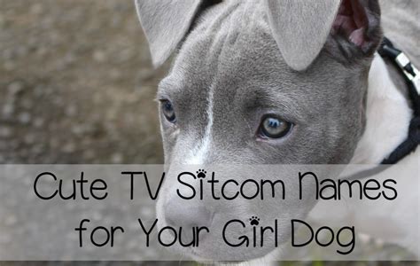 Why not pick one of these food names for cats? Cute TV Sitcom Dog Names for Females