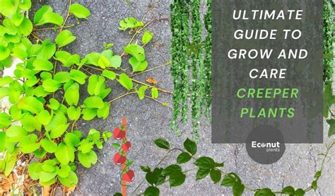 Ultimate Guide To Grow And Care Creeper Plants