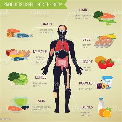 Healthy Food For Human Body Healthy Eating Infographic Stock Vector Art