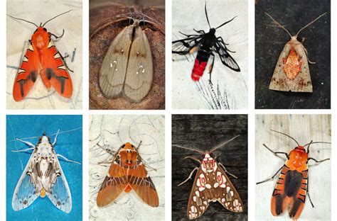 Magnetic Sense Helps Billions Of Moths On An Australian Migration The