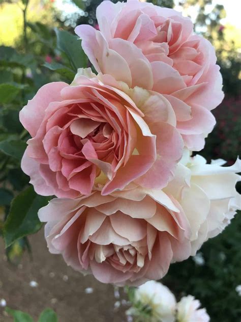 Peach Profusion 2ft 60cm Patiostandard Rose Potted Roses Victoria