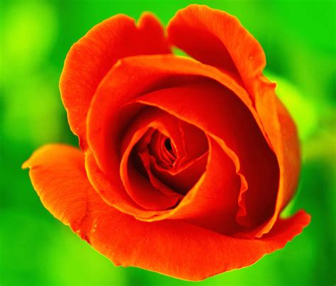 Gorgeous Roses The Meaning Of Rose Colors Pics
