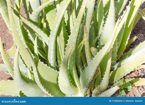 Leaves Of Medicinal Aloe Vera Plant Stock Image Image Of Herbal Natural 71393633
