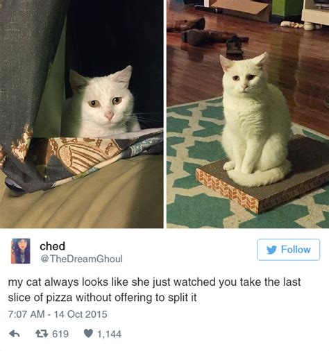15 Funny Tweets About Cats Bored Panda