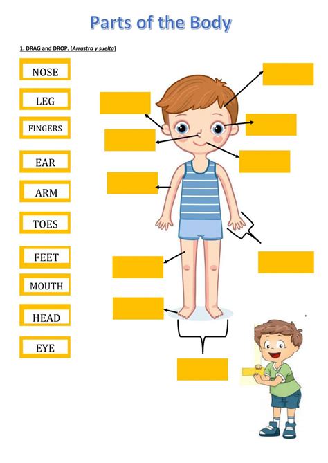 Parts of the Body online exercise for 1st Children